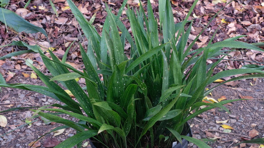 Image of Aspidistra gracilis 'Speckled Stalkings'taken at Juniper Level Botanic Gdn, NC by JLBG