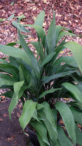 Image of Aspidistra leshanensis CBCH768taken at Juniper Level Botanic Gdn, NC by JLBG