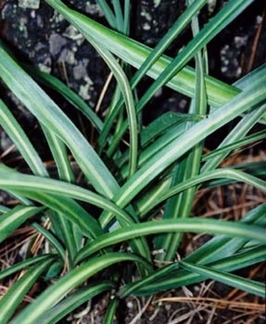 Image of Aspidistra linearifoliataken at Juniper Level Botanic Gdn, NC by JLBG