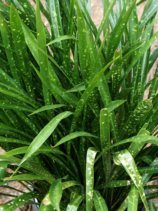 Image of Aspidistra minutiflora 'Leopard' taken at Juniper Level Botanic Gdn, NC by JLBG