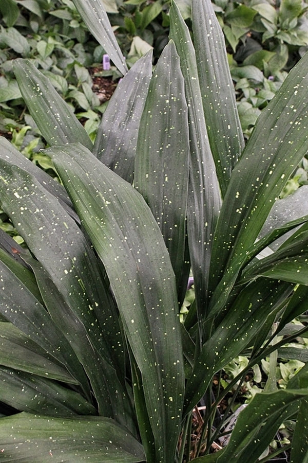Image of Aspidistra mushaensis 'Spotty Dotty'taken at Juniper Level Botanic Gdn, NC by JLBG