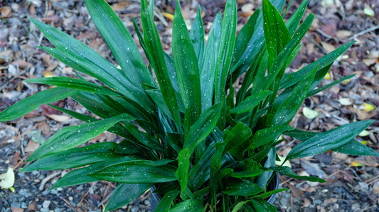 Image of Aspidistra mushaensis 'Spotty Dotty'taken at Juniper Level Botanic Gdn, NC by JLBG