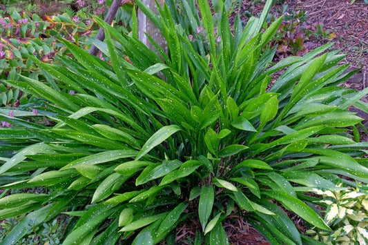 Image of Aspidistra oblanceifolia 'Nagoya Stars'
