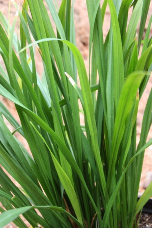 Image of Aspidistra omeiensis 'Ogisu'taken at Juniper Level Botanic Gdn, NC by JLBG