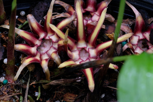 Image of Aspidistra pulchella 'Spiderman'taken at Juniper Level Botanic Gdn, NC by JLBG