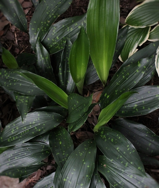 Image of Aspidistra sichuanensis 'Golden Freckles'taken at Juniper Level Botanic Gdn, NC by JLBG