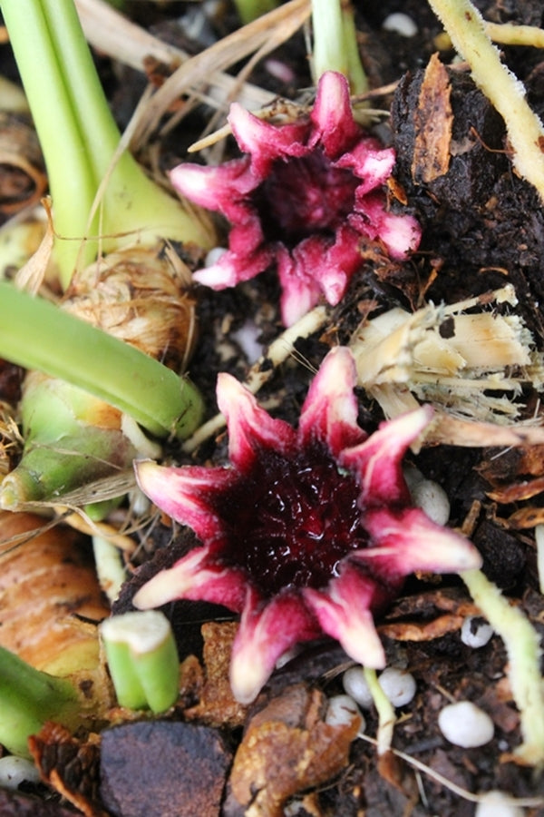 Image of Aspidistra sichuanensis 'Haku Sei Ryu'