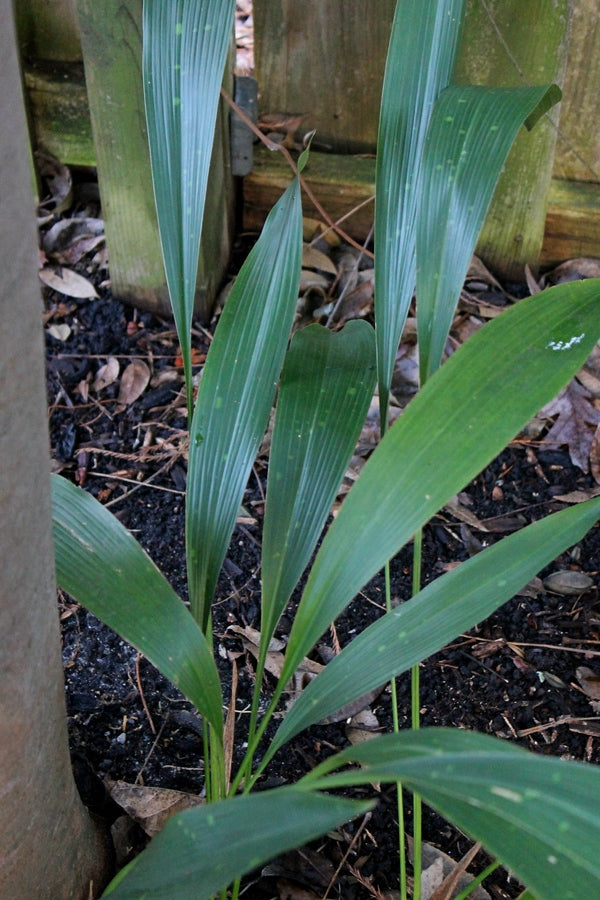 Image of Aspidistra sichuanensis 'Thin Slice'