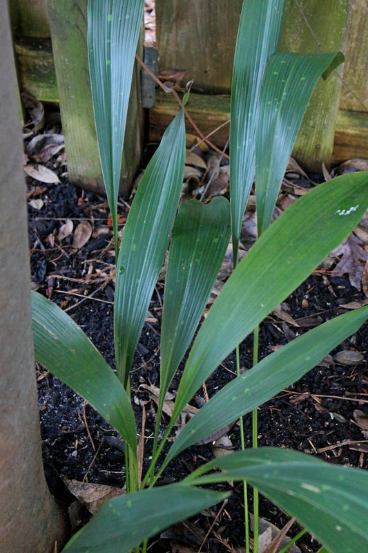 Image of Aspidistra sichuanensis 'Thin Slice'