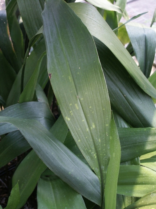 Image of Aspidistra sichuanensis spotted form|Juniper Level Botanic Gdn, NC|JLBG