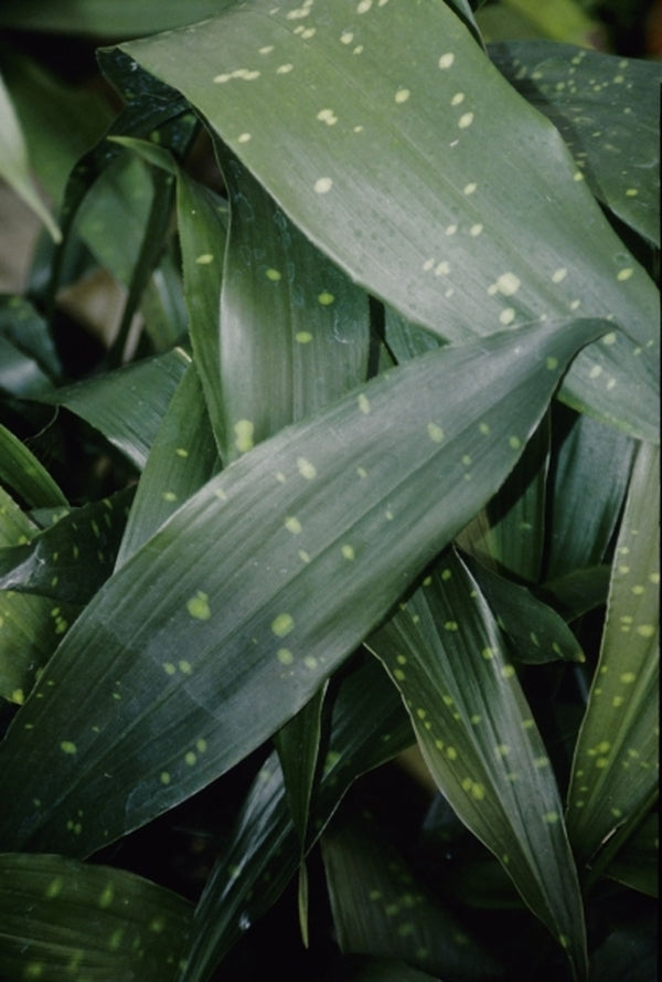 Image of Aspidistra sichuanensistaken at Juniper Level Botanic Gdn, NC by JLBG