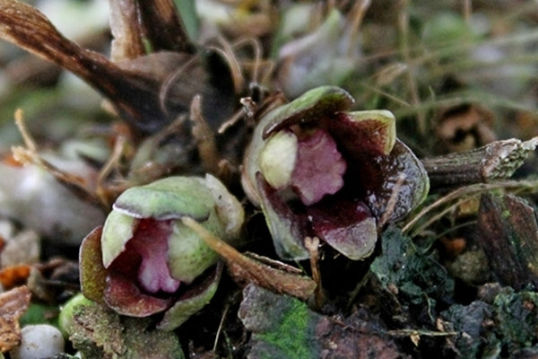 Image of Aspidistra sinensis 'Cosmos'