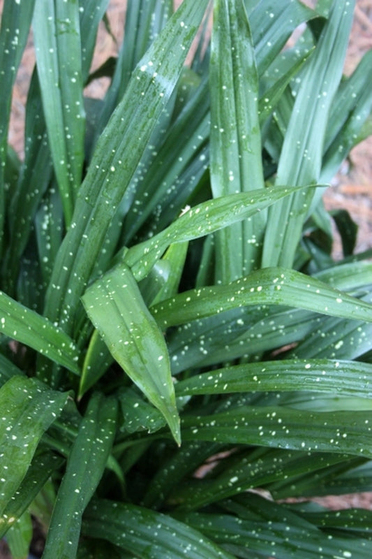 Image of Aspidistra spuria 'Yellow Polka Dot Bikini'taken at Juniper Level Botanic Gdn, NC by JLBG