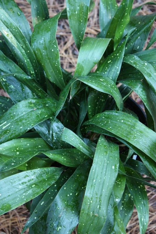 Image of Aspidistra vietnamensis 'Garden Gallery'|Juniper Level Botanic Gdn, NC|JLBG