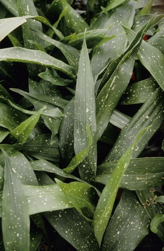 Image of Aspidistra vietnamensis 'Ginga'taken at Juniper Level Botanic Gdn, NC by JLBG