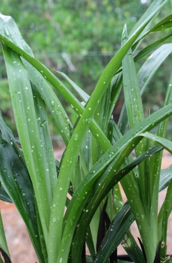 Image of Aspidistra yingjiangensis 'Bangkok's Big Bang'taken at Juniper Level Botanic Gdn, NC by JLBG
