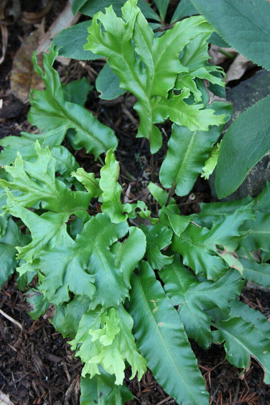 Image of Asplenium scolopendrium 'Furcata'|Juniper Level Botanic Gdn, NC|JLBG