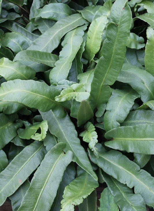 Image of Asplenium scolopendrium 'Hokkaido High'||