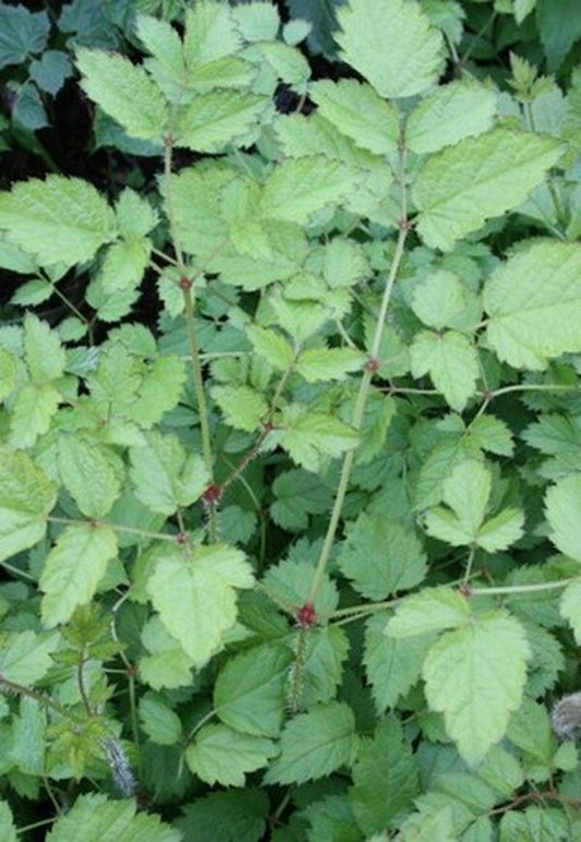 Image of Astilbe 'Beauty of Lisse' PP17,816|Juniper Level Botanic Gdn, NC|JLBG