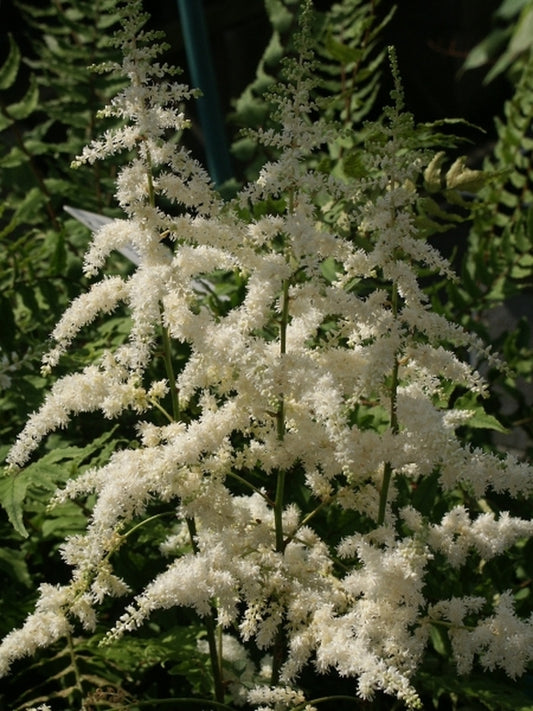 Image of Astilbe 'Ellie'|Juniper Level Botanic Gdn, NC|JLBG
