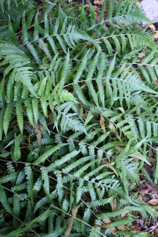 Image of Athyrium japonicum|Juniper Level Botanic Gdn, NC|JLBG
