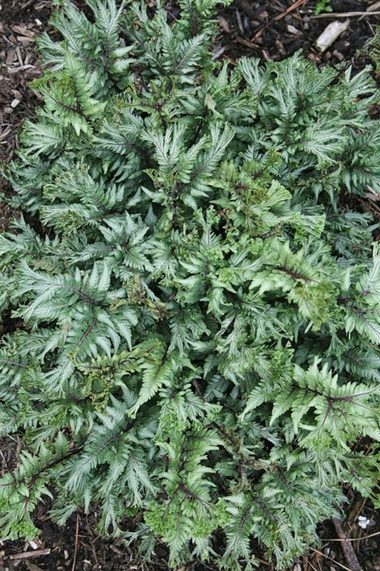 Image of Athyrium niponicum 'Thrill Seeker'taken at Juniper Level Botanic Gdn, NC by JLBG