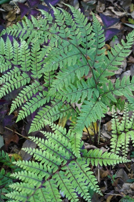 Image of Athyrium otophorum|Juniper Level Botanic Gdn, NC|JLBG