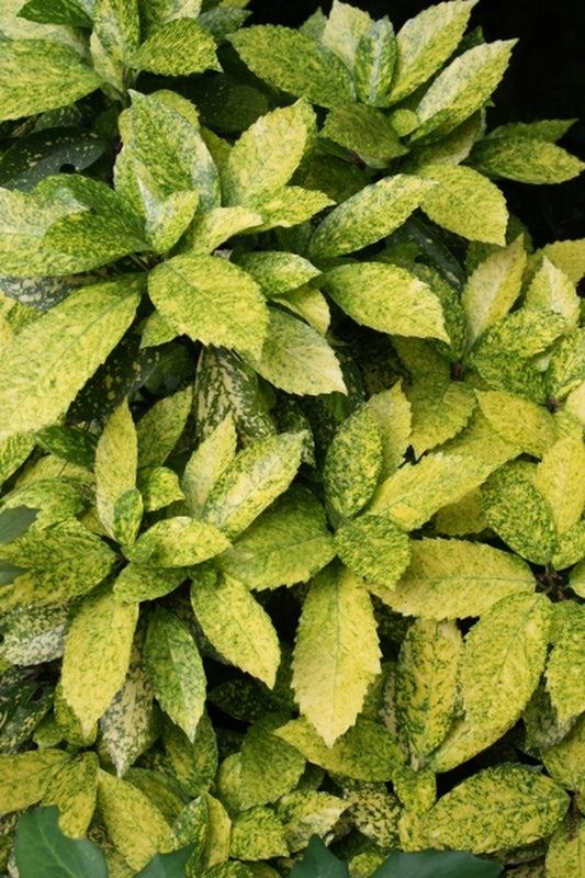 Image of Aucuba japonica 'Mr. Goldstrike'|Juniper Level Botanic Gdn, NC|JLBG