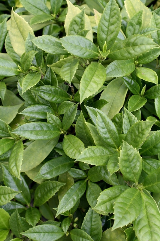 Image of Aucuba japonica 'Sagama'|Hawksridge Farms, NC|