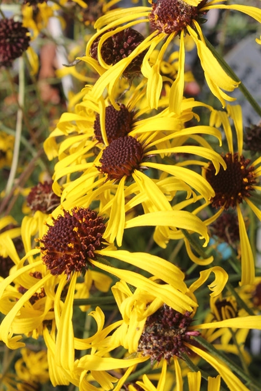 Image of Balduina atropurpurea Irwin Co, GA|Juniper Level Botanic Gdn, NC|JLBG