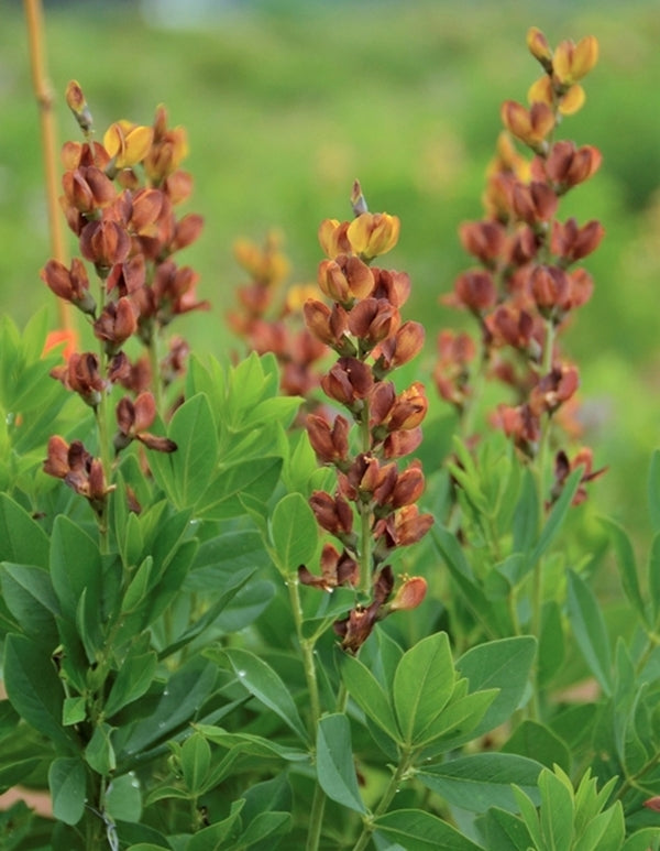 Image of Baptisia 'Brownie Points' PP 26,624|Walters Gardens, MI|Walters Gardens