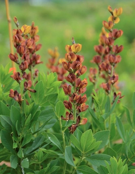 Image of Baptisia 'Brownie Points' PP 26,624|Walters Gardens, MI|Walters Gardens