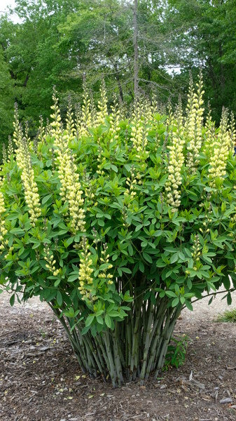 Image of Baptisia 'Carolina Moonlight'|Juniper Level Botanic Gdn, NC|JLBG