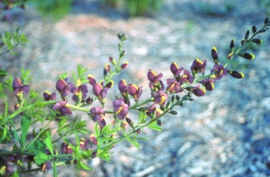 Image of Baptisia 'Chocolate Chip'|H. Hansen Gdn, MN|H. Hansen