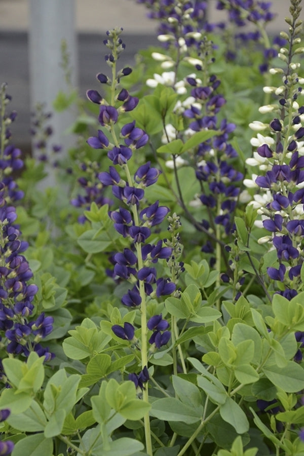 Image of Baptisia 'Sparkling Sapphires' PP 27,904taken at Juniper Level Botanic Gdn, NC by JLBG