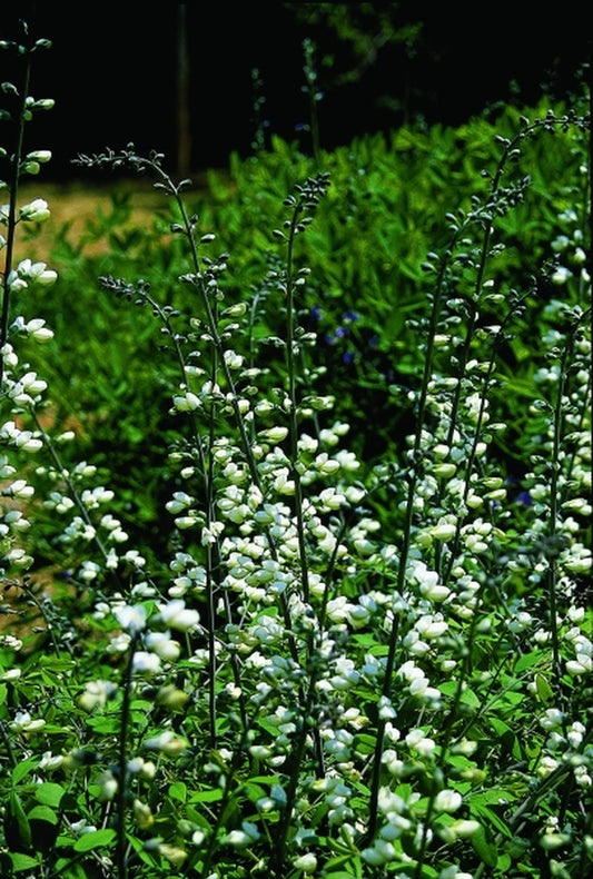Image of Baptisia alba var. alba Wayne County Form|Juniper Level Botanic Gdn, NC|JLBG