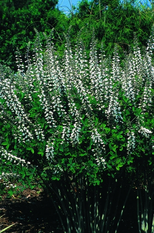 Image of Baptisia alba var. alba 'Wayne's World'|Juniper Level Botanic Gdn, NC|JLBG