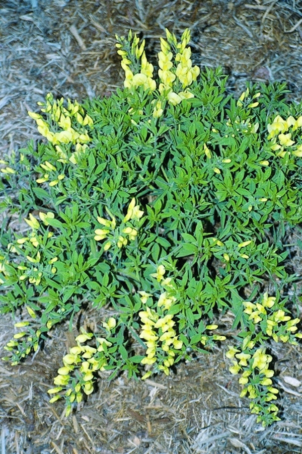 Image of Baptisia leucophaea 'Little Texas'|Juniper Level Botanic Gdn, NC|JLBG