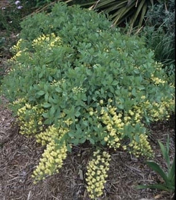 Image of Baptisia leucophaea coll. #A1M-102|Juniper Level Botanic Gdn, NC|JLBG