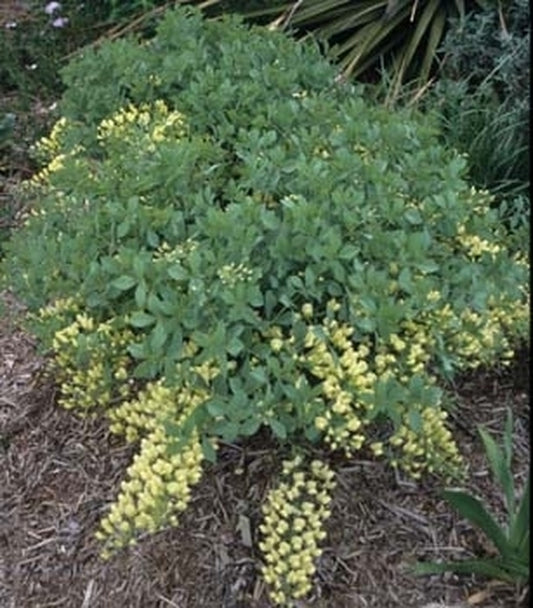 Image of Baptisia leucophaea coll. #A1M-102|Juniper Level Botanic Gdn, NC|JLBG