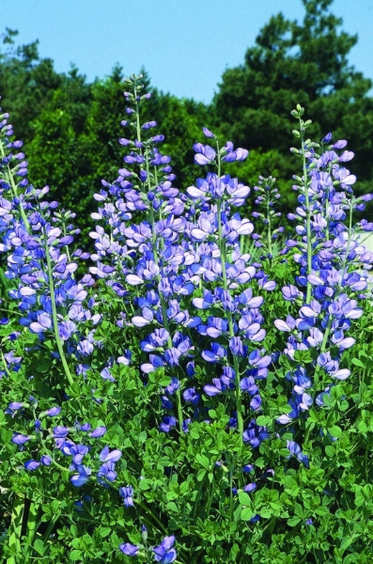 Image of Baptisia minor Grayson Co., TX|Juniper Level Botanic Gdn, NC|JLBG