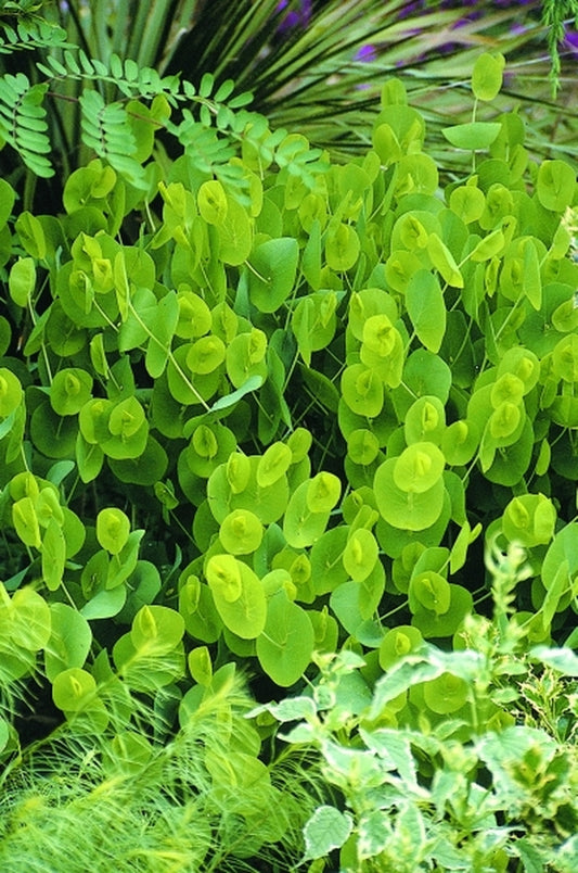 Image of Baptisia perfoliata 'Survivor'|Juniper Level Botanic Gdn, NC|JLBG