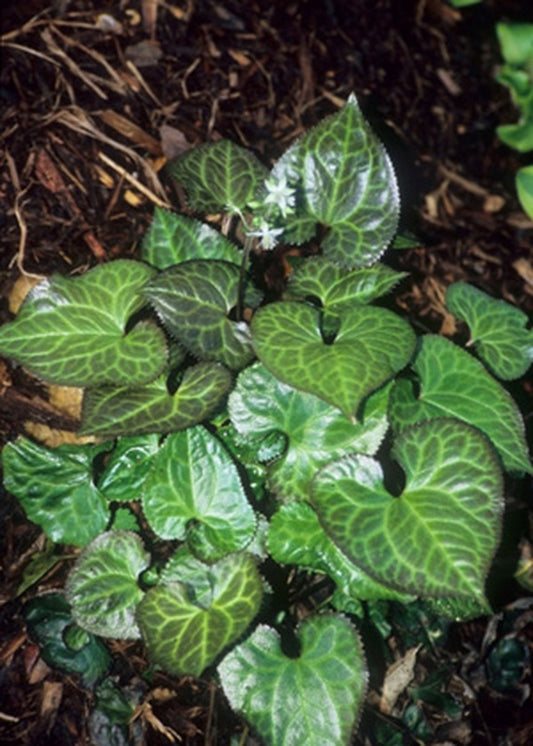 Image of Beesia calthifolia|Juniper Level Botanic Gdn, NC|JLBG