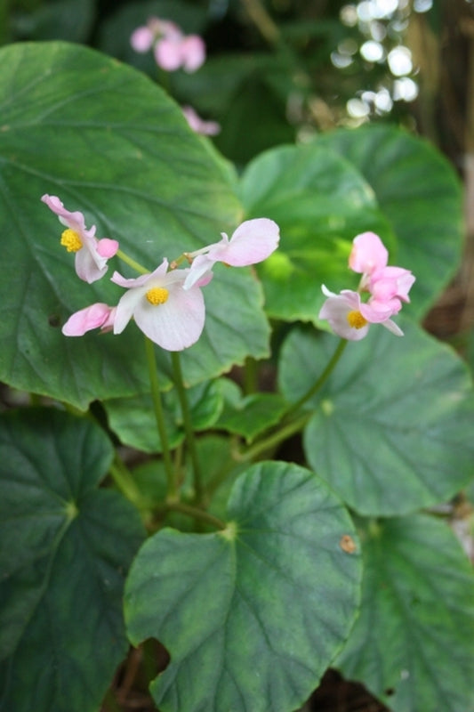Image of Begonia chitoensis BSWJ1954|Juniper Level Botanic Gdn, NC|JLBG