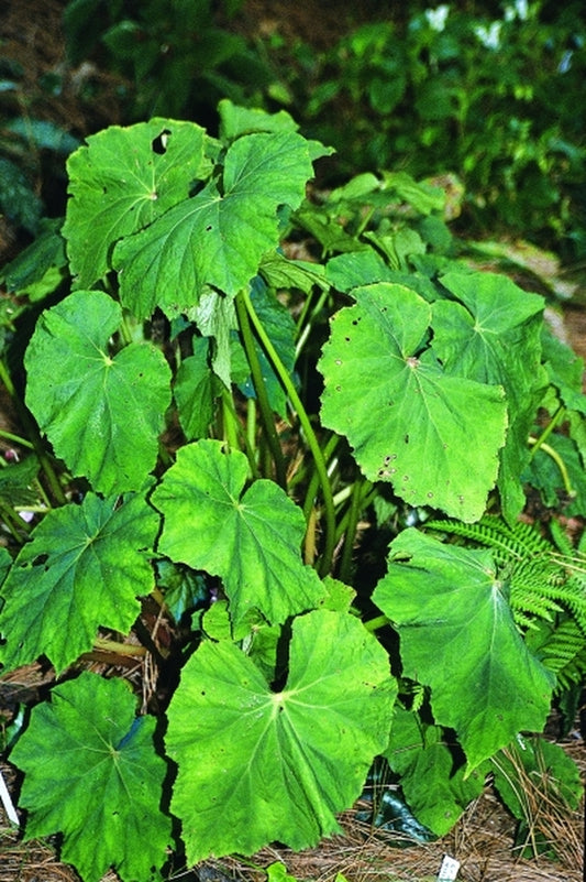 Image of Begonia emeiensis DJHC98479|Juniper Level Botanic Gdn, NC|JLBG