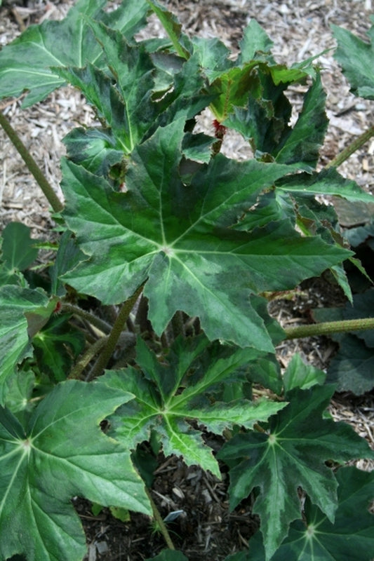 Image of Begonia heracleifolia 'Nigricans'|Juniper Level Botanic Gdn, NC|JLBG