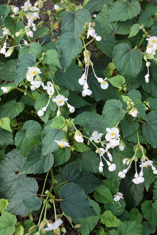 Image of Begonia sinensis 'Shanxi White'|Juniper Level Botanic Gdn, NC|JLBG