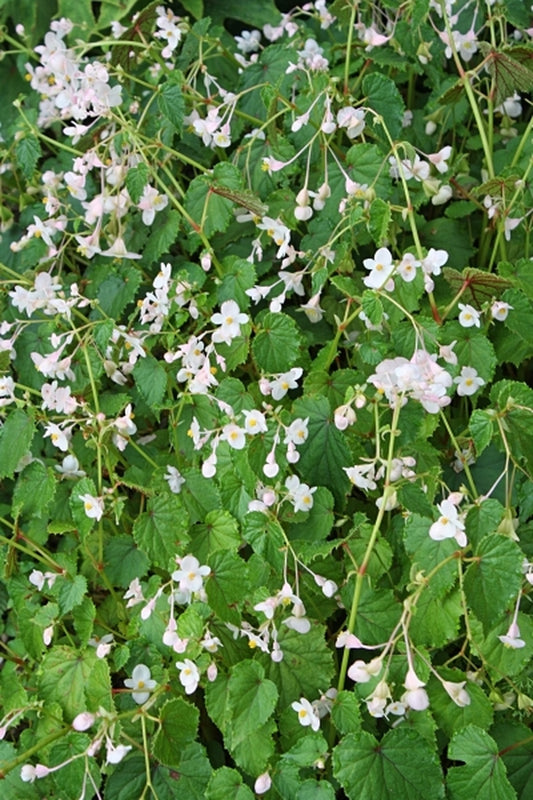 Image of Begonia sinensis|Juniper Level Botanic Gdn, NC|JLBG