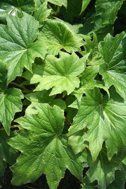 Image of Begonia taliensis green leaf form|Juniper Level Botanic Gdn, NC|JLBG