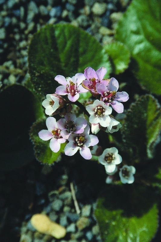 Image of Bergenia ciliata|Juniper Level Botanic Gdn, NC|JLBG